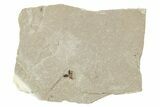 Detailed Fossil Weevil (Snout Beetle) - Green River Formation #242763-1